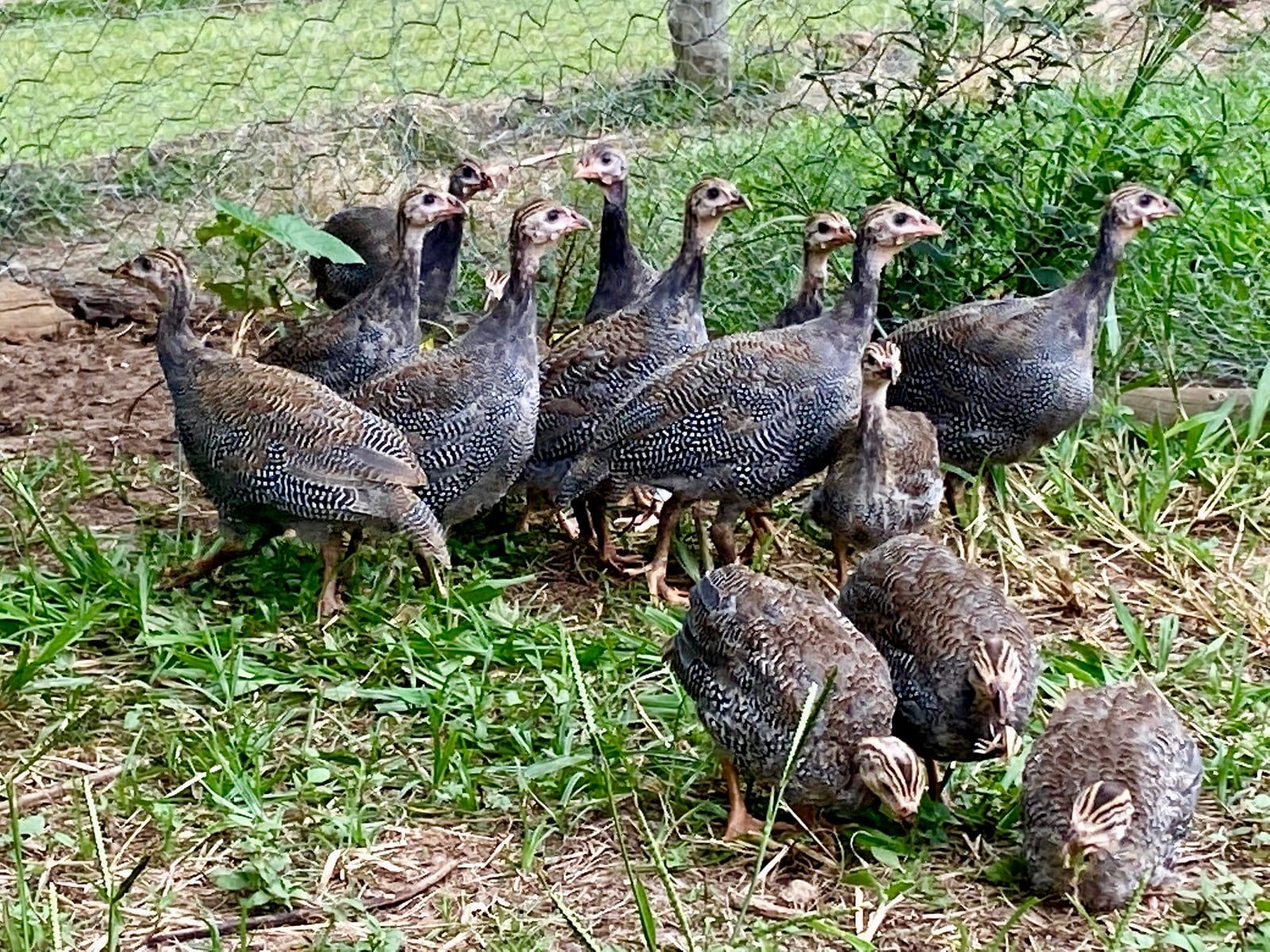 Casa Granja – foto 10