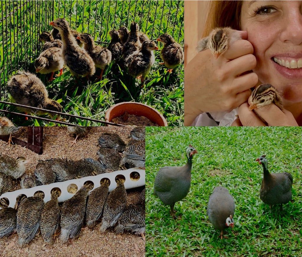 Galinhas d'Angola e pintinhos na Casa Granja